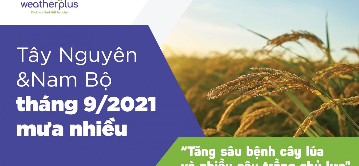 Thời tiết Tây Nguyên & Nam Bộ tháng 9/2021 mưa nhiều: Tăng sâu bệnh hại lúa và cây trồng chủ lực vùng