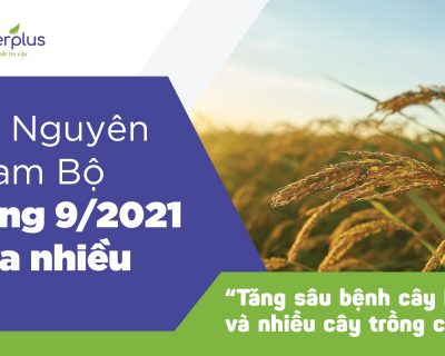 Thời tiết Tây Nguyên & Nam Bộ tháng 9/2021 mưa nhiều: Tăng sâu bệnh hại lúa và cây trồng chủ lực vùng