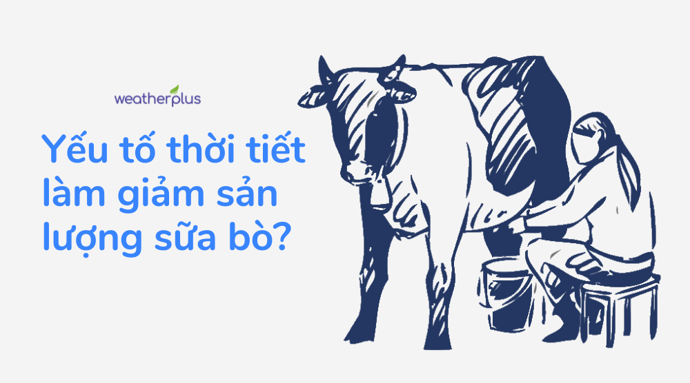 “Tiệt trùng” yếu tố thời tiết tác động đến sản lượng sữa bò